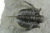 Bumpy Cyphaspis Trilobite - Top Quality Specimen #350492-1